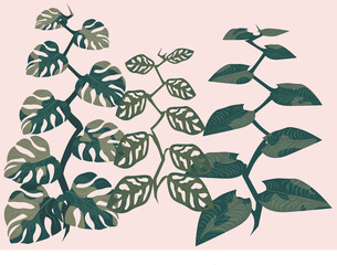  set tropic creepers leaf monstera pfiladendron © ТруКачка