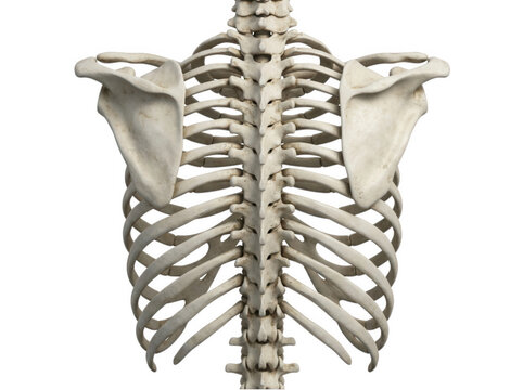 Detailed posterior view of human rib cage and spine skeletal structure isolated on transparent background for study