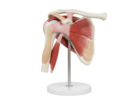 Anatomical model of human shoulder joint muscles and bones isolated on transparent background for medical research
