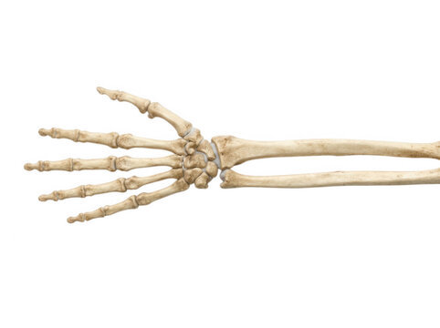 Human hand and forearm skeleton showing carpal bones isolated on transparent background for medical reference