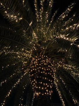 Palm tree decorated with warm string lights is captured from a low angle looking directly up at night