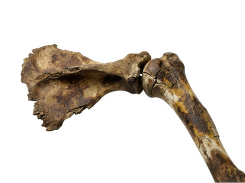 Shoulder joint anatomy with scapula and humerus bone isolated on transparent background
