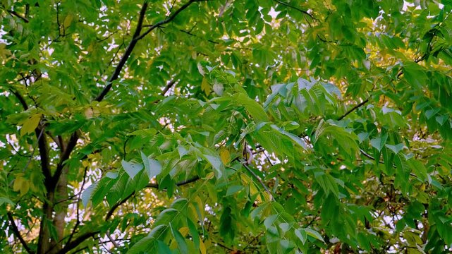Fresh green walnut tree leaves in sunny summer day