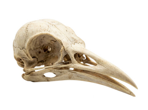 Detailed avian skull bone scientific specimen showing beak structure isolated on transparent background