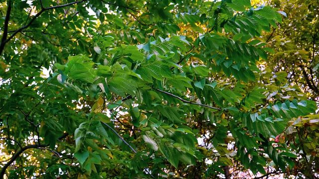 Fresh green walnut tree leaves swaying gently in the summer breeze