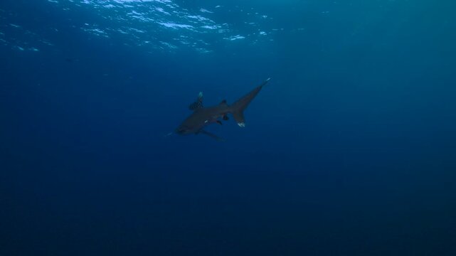 An oceanic whitetip shark, also known as Longimanus, emerges from the deep blue and slowly approaches the camera, illuminated by beautiful rays of sunlight filtering through the water. The shark comes