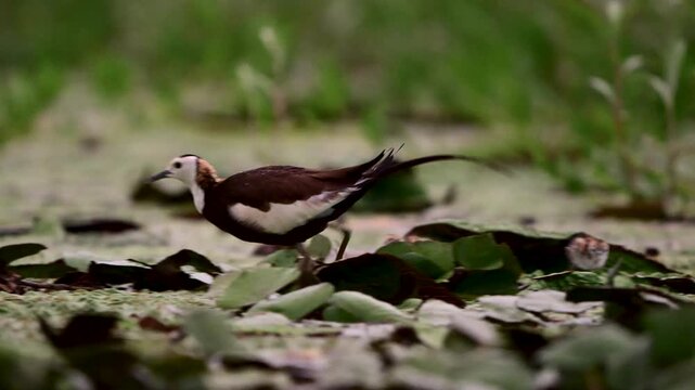 Adult jacana guides its young chicks among aquatic plants, displaying attentive parental care and family behavior in the wild.