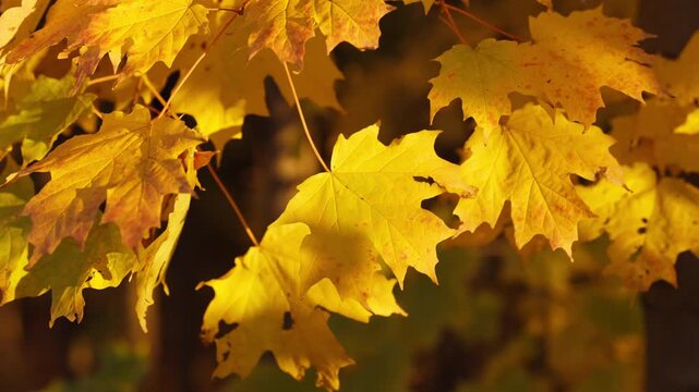 A dense cluster of yellow and amber maple leaves catches warm forest light. Natural speckles and sharp leaf edges are visible against a soft golden background.