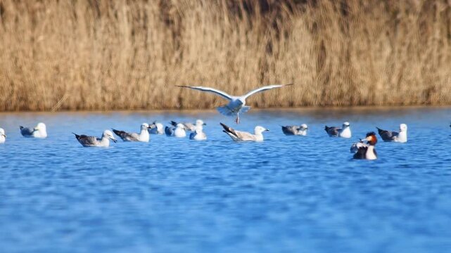 Herring Gull landing on pond after flight, adult seabird approach and touchdown in winter morning, wing control behavior, 4K wildlife footage, Germany