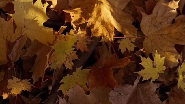 Crisp yellow and bronze maple leaves cover the woodland terrain in Ontario during fall. Rich natural textures form an authentic seasonal outdoor background.