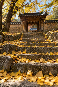 Ginkgo Leaves on Steps to a Korean Seowon