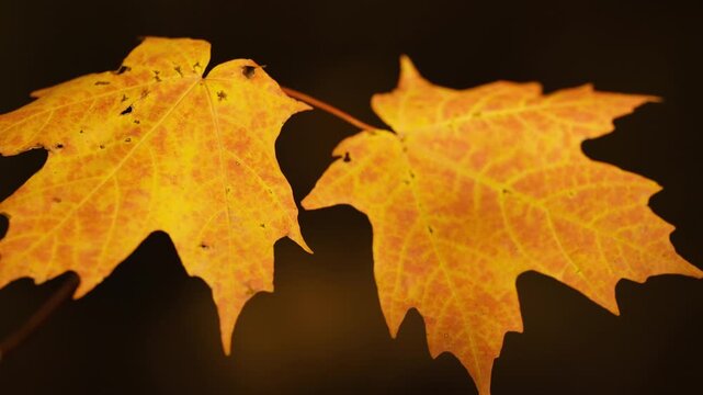 Two bright golden maple leaves hang on a slender twig in an Ontario forest during fall. Delicate vein structures and mottled orange textures glow softly against dark shadows.