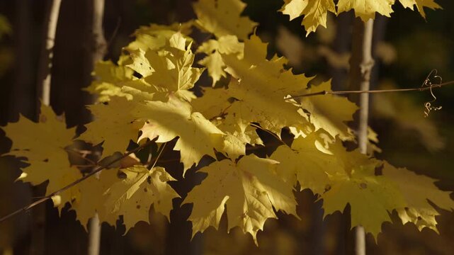 Clusters of vivid yellow maple leaves sway softly in the woodland breeze during autumn in Ontario. Dappled sunlight accentuates the fine leaf edges and tree bark details.