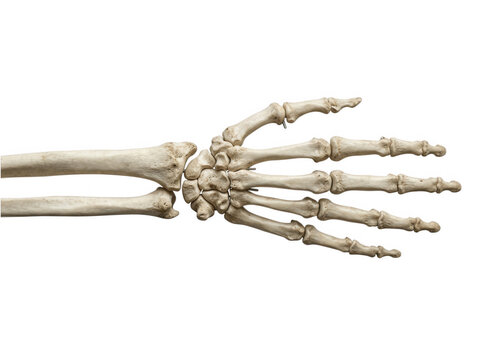 Articulated human hand and forearm skeletal model isolated on transparent background