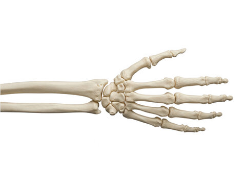 Anatomical human hand and wrist skeleton cutout on transparent background