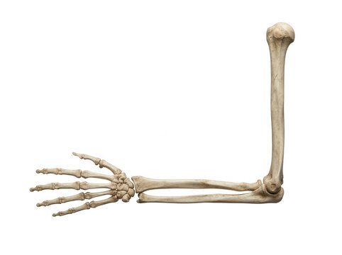 Human arm skeleton including humerus radius ulna and hand bones isolated on transparent background