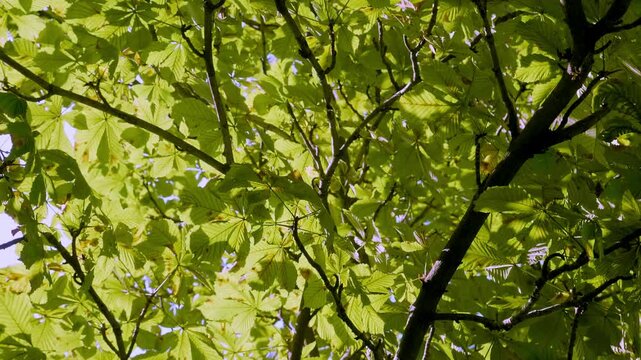 Sunlight filtering through fresh green chestnut tree leaves in spring