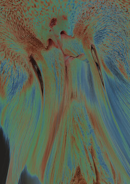 Abstract backdrop with blured blue orange muzzle of animal