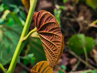 A curved young reddish-brown leaf with prominent veins stands out beautifully on a green stem against a garden background. © Ettzoo