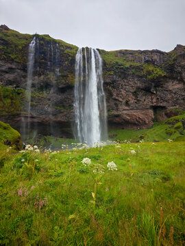 Gljufrabui Waterfall Behind Wildflowers in South Iceland