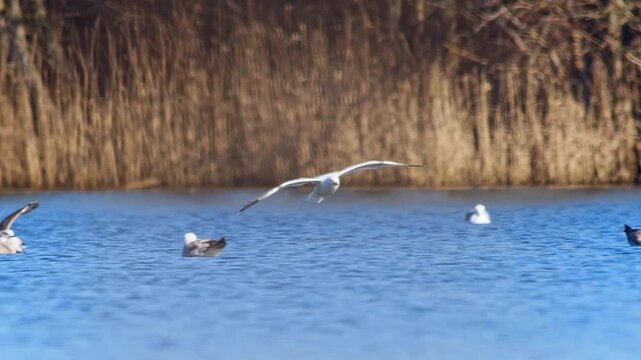Herring Gull landing on pond after flight, adult seabird approach and touchdown in winter morning, wing control behavior, 4K wildlife footage, Germany
