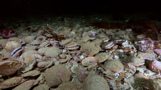 Scallop Bed with a Crab Covering Rocky Bottom in Marine Shell Habitat. In the frame, many fan shaped bivalve shells spread across bottom while reddish crab legs and body appear among the shells.