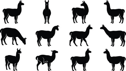 Fototapeta premium Set of black llama silhouettes in various poses and walking stances for animal design