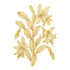 Obraz premium PNG Elegant botanical illustration, golden flowers.