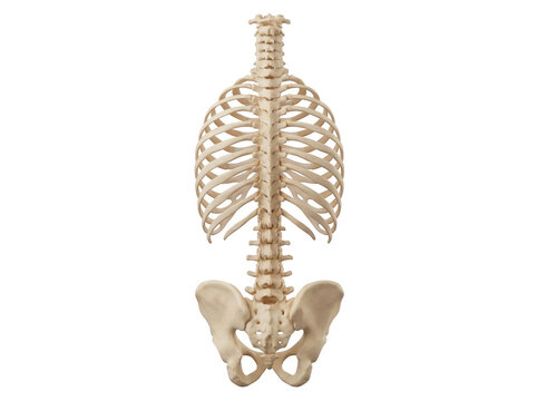 Human rib cage and spine skeleton model isolated on transparent background for medical education and chiropractic graphics