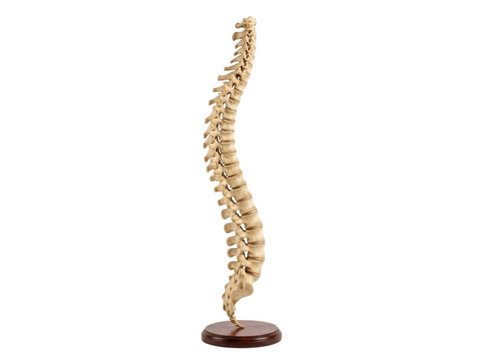 Human spine vertebral column model on wooden base isolated on transparent background for chiropractic and medical education