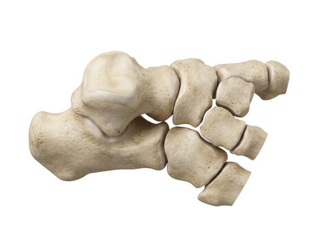 Human foot tarsal bones and ankle anatomy isolated on transparent background for podiatry and orthopedic medical education