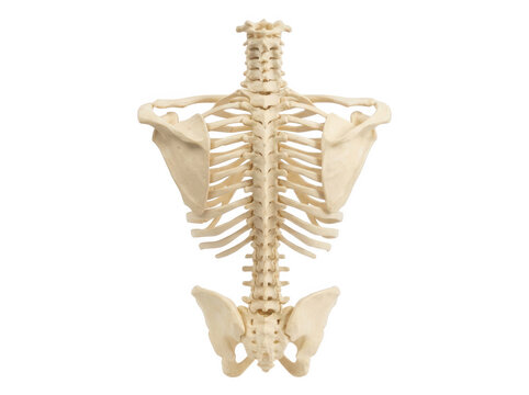 Human rib cage and spine skeleton model isolated on transparent background for medical education