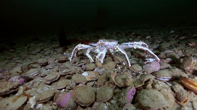 Long Legged Crab Among Scallop Shells in Marine Shell Bed Habitat. In the frame, pale long legged crab moves over dense fan shaped shells and broken fragments in dark water.