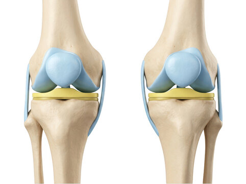 Healthy human knee joints anterior view anatomical model isolated on transparent background
