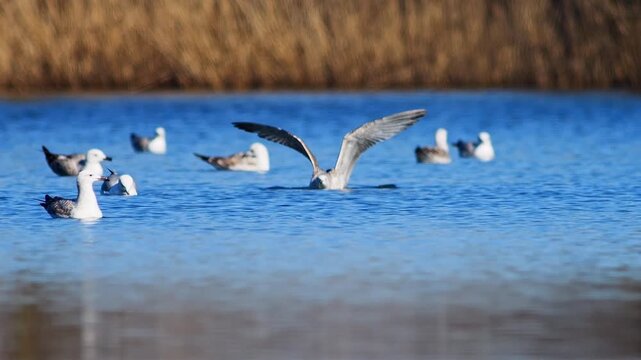 Group of Herring Gulls swimming in pond, basking in warm winter sun, adult waterfowl resting together, 4K wildlife footage, Germany
