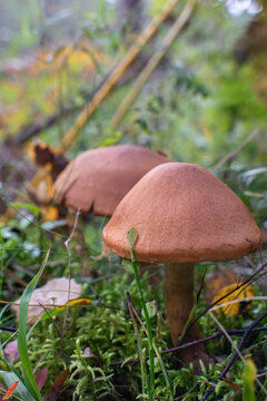 Two brown wild mushrooms growing in green forest moss