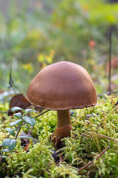 Brown wild mushroom growing in green forest moss