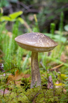 Birch bolete mushroom leccinum growing on green mossy forest floor