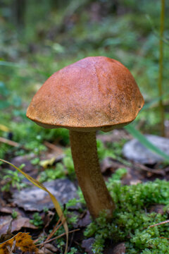 Wild brown cap mushroom leccinum growing in green forest