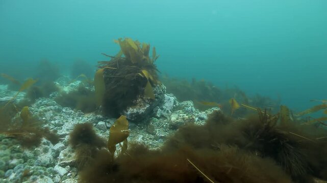 Large Brown Kelp Clump in Marine Rocky Habitat in Green Water. In the frame, broad kelp blades rise around a central rock above pale shells and mixed brown algae in blue green water.