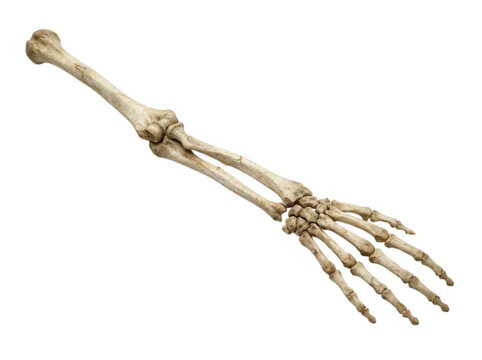 Complete human arm skeleton including humerus radius ulna and hand isolated on transparent backdrop
