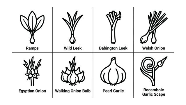 Alliums Variety Chart: A graphical representation showcasing eight distinct varieties of allium vegetables, including ramps, wild leek, leeks, onions, and garlic, each labeled with its name.
