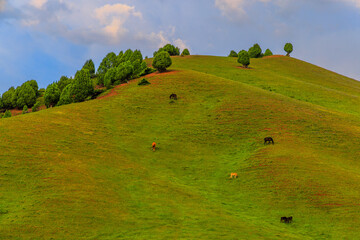 Fototapeta premium Scenic view of rolling green hills with scattered trees, where horses and possibly a young calf graze peacefully. Soft sunlight enhances the tranquil rural atmosphere.