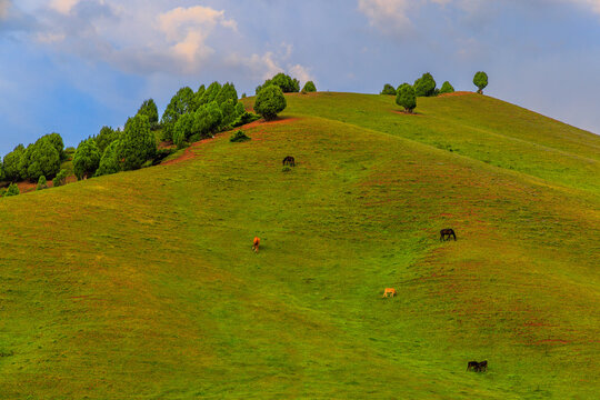 Scenic view of rolling green hills with scattered trees, where horses and possibly a young calf graze peacefully. Soft sunlight enhances the tranquil rural atmosphere.
