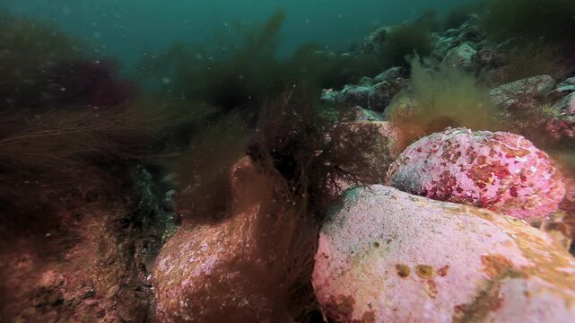 Brown and Red Seaweed on Encrusted Rocks in Marine Seabed Habitat. The view includes close low view of dark brown algae tufts and red pink encrusted stones with blue green water above.