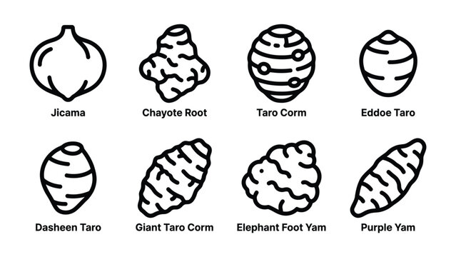 Root Vegetable Collection: A simple line art illustration showcasing eight distinct root vegetables: Jicama, Chayote Root, Taro Corm, Eddoe Taro, Dasheen Taro, Giant Taro Corm, Elephant Foot Yam.