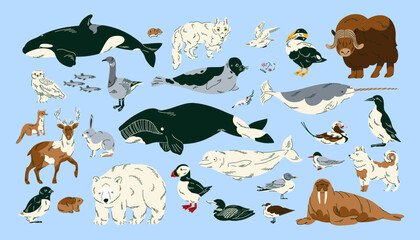 Arctic animal collection featuring polar mammals, whales, seabirds and northern wildlife for educational materials, children books, nature posters, nursery decor and wildlife themed projects © Senaysky