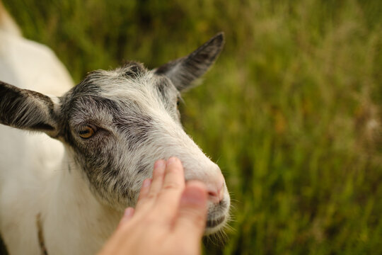 Close up portrait of white goat looking at camera in green field on sunny day at farm