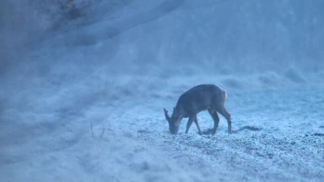 Adult Female Roe Deer Hind Grazing Frozen Frosted Grass Blue Hour Pre-Dawn Twilight Morning Cold Germany Winter, 4K Wildlife Footage One Animal Solo Portrait Nature