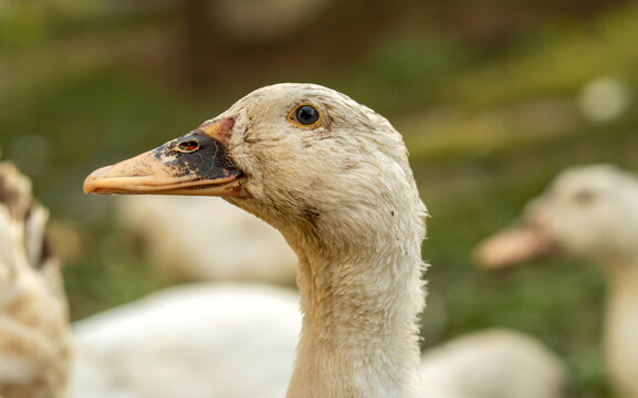 A gentle duck gazes into the distance, showcasing its soft feathers and unique features against a vibrant green background. The peaceful atmosphere highlights the beauty of nature